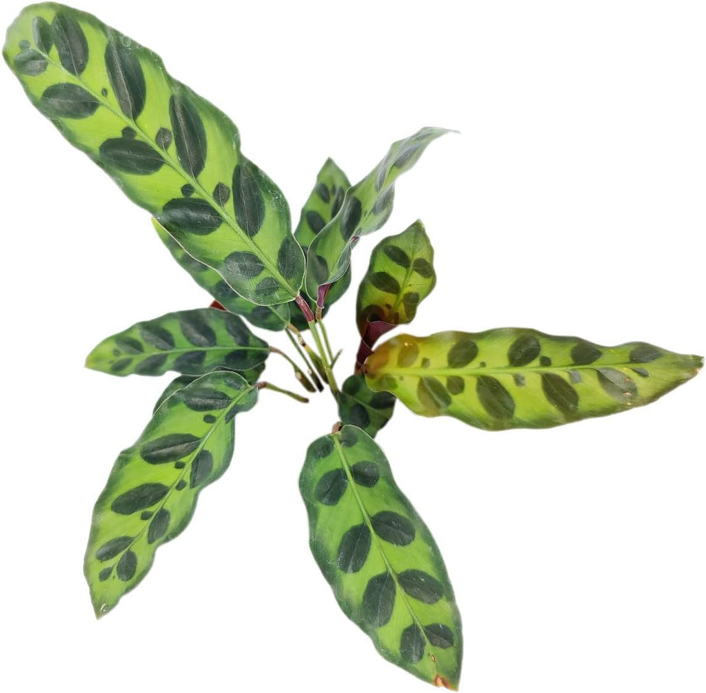 Calathea Lancifolia Rattlesnake Plant (4" Grower Pot) X724
