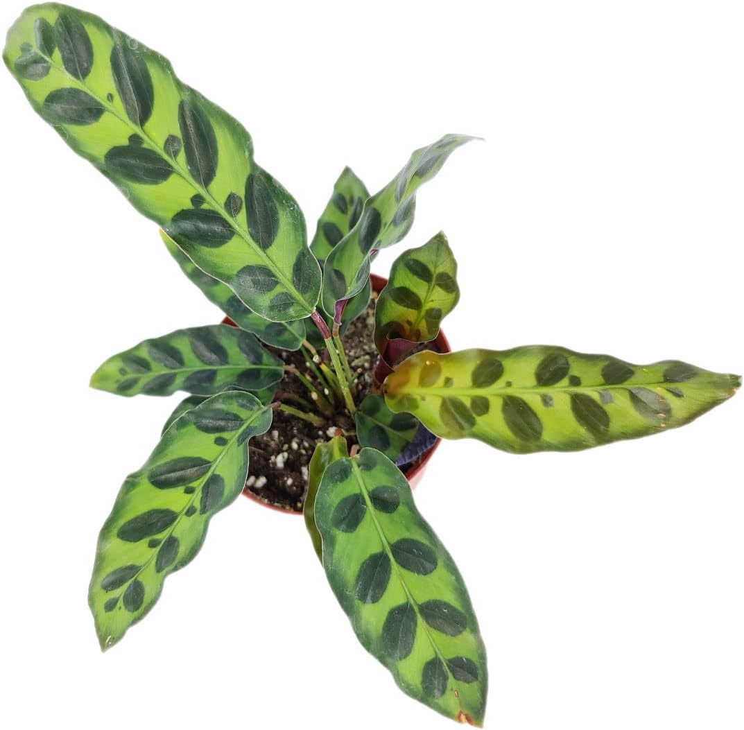 Calathea Lancifolia Rattlesnake Plant (4" Grower Pot) X724