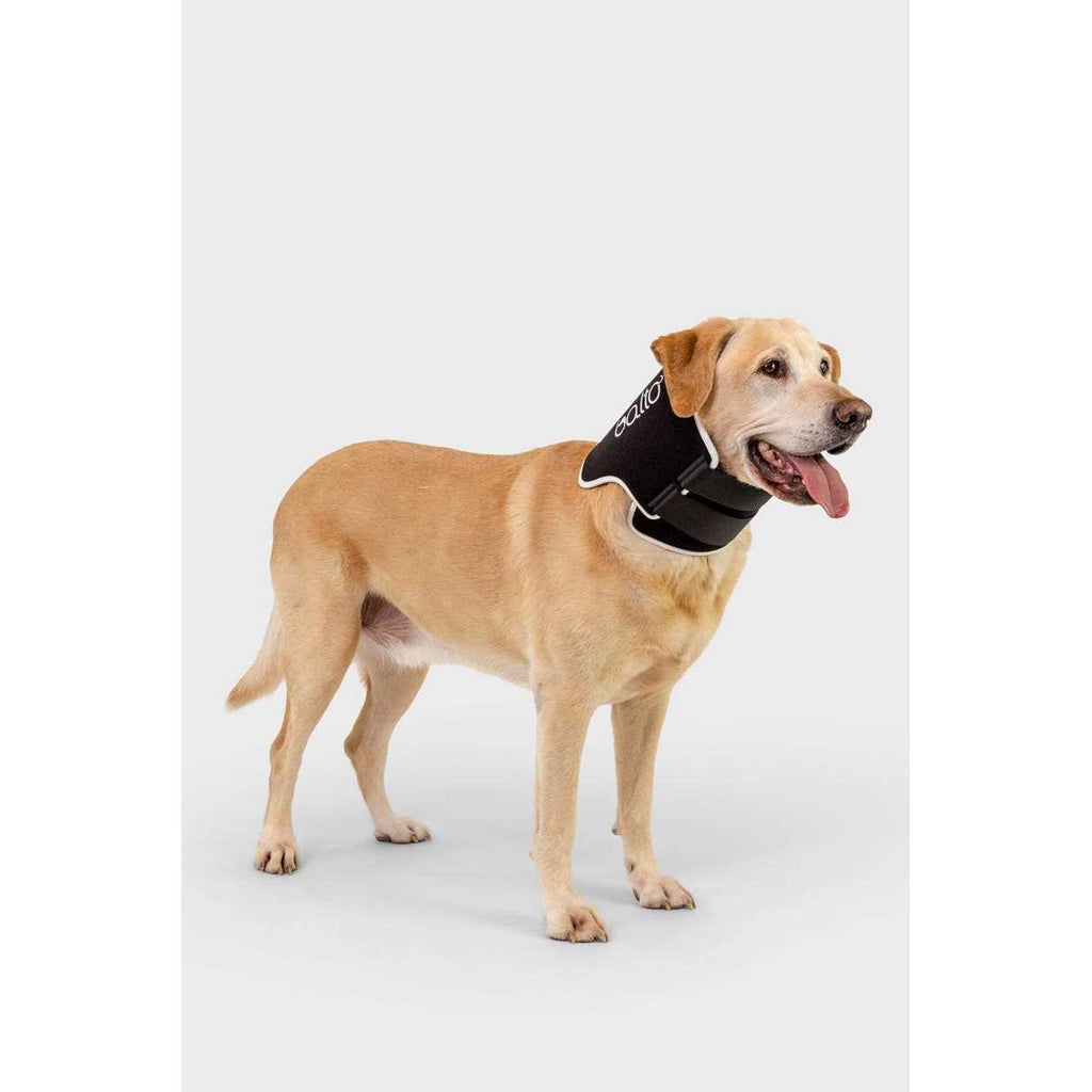 Dog Cone Alternative E-Collar M372
