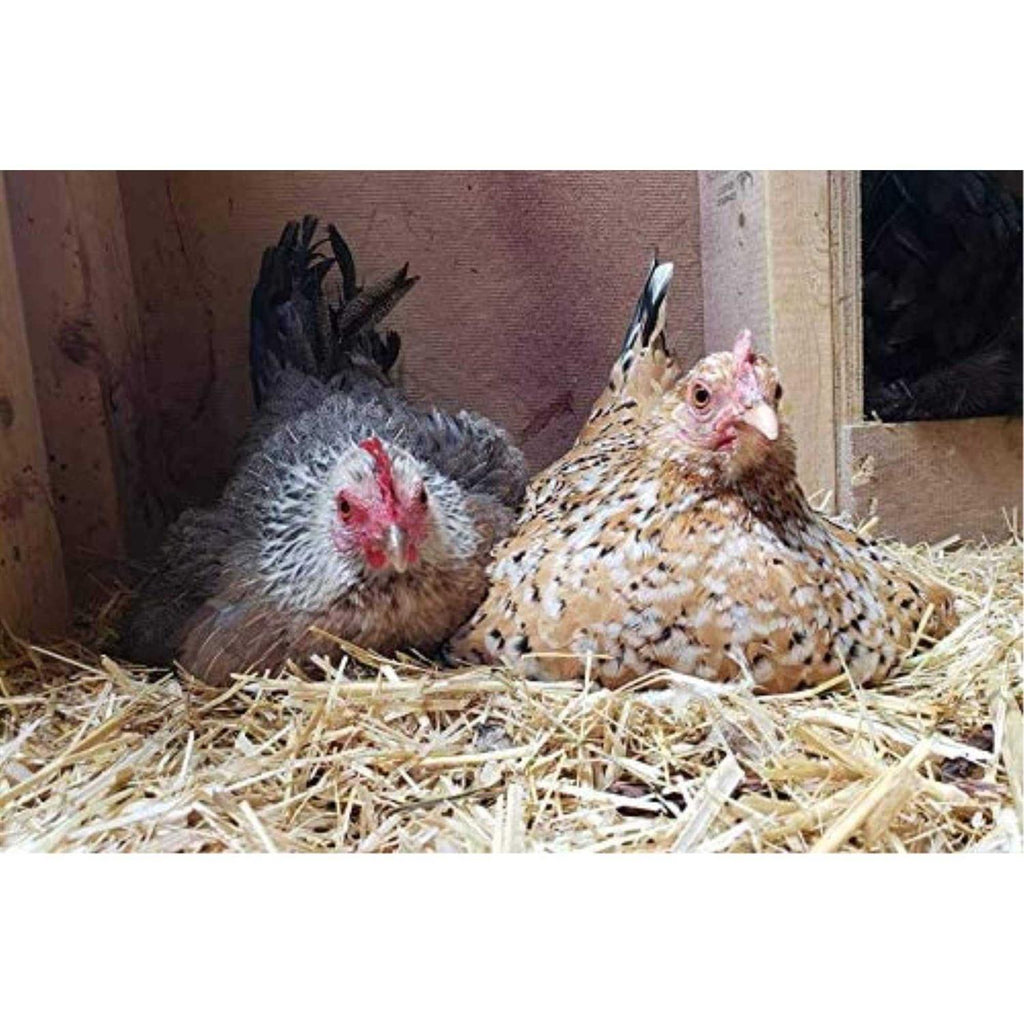 Chicken Bedding E866593