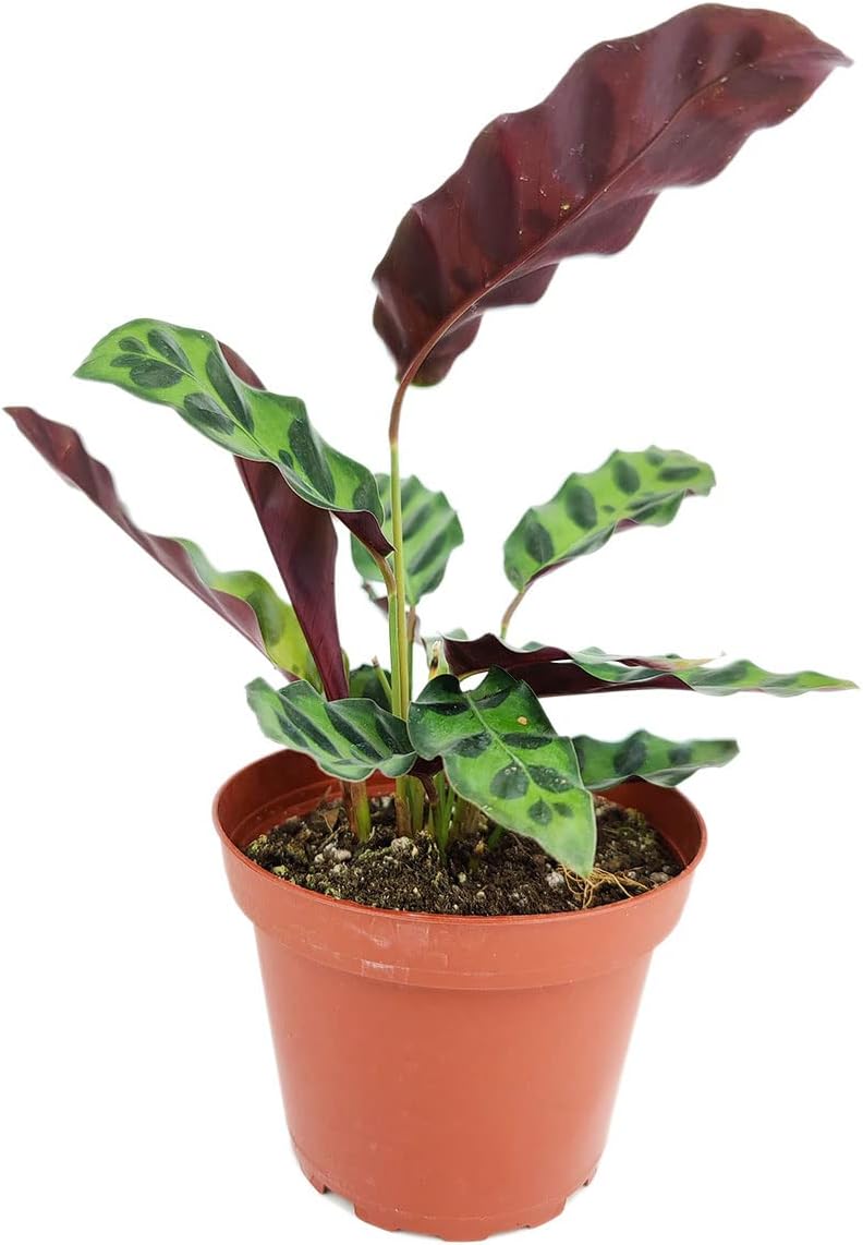 Calathea Lancifolia Rattlesnake Plant (4" Grower Pot) X724