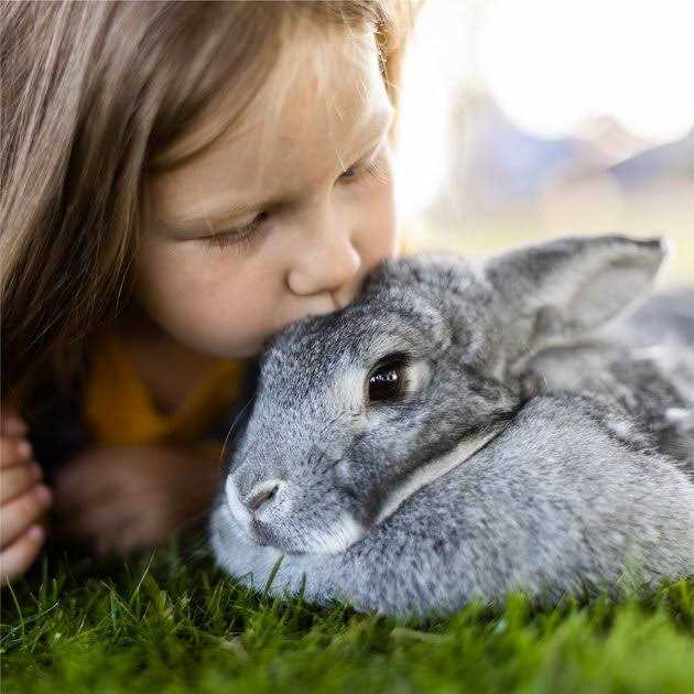 Timothy Hay Small Animal Food N3434