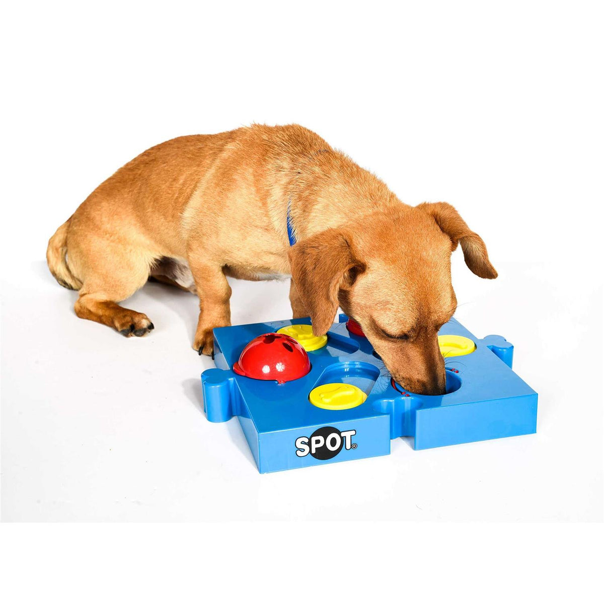 Interactive Dog Treat Puzzle C75977