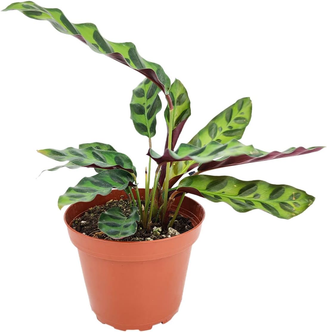 Calathea Lancifolia Rattlesnake Plant (4" Grower Pot) X724