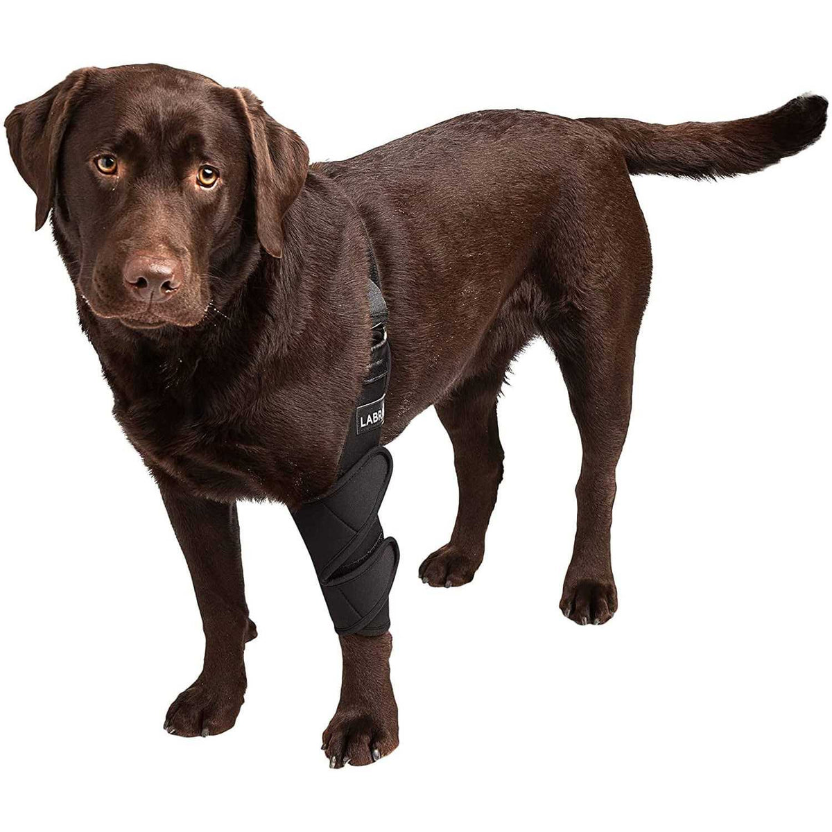 Dog Shoulder Elbow Brace Leg Wrap Y428