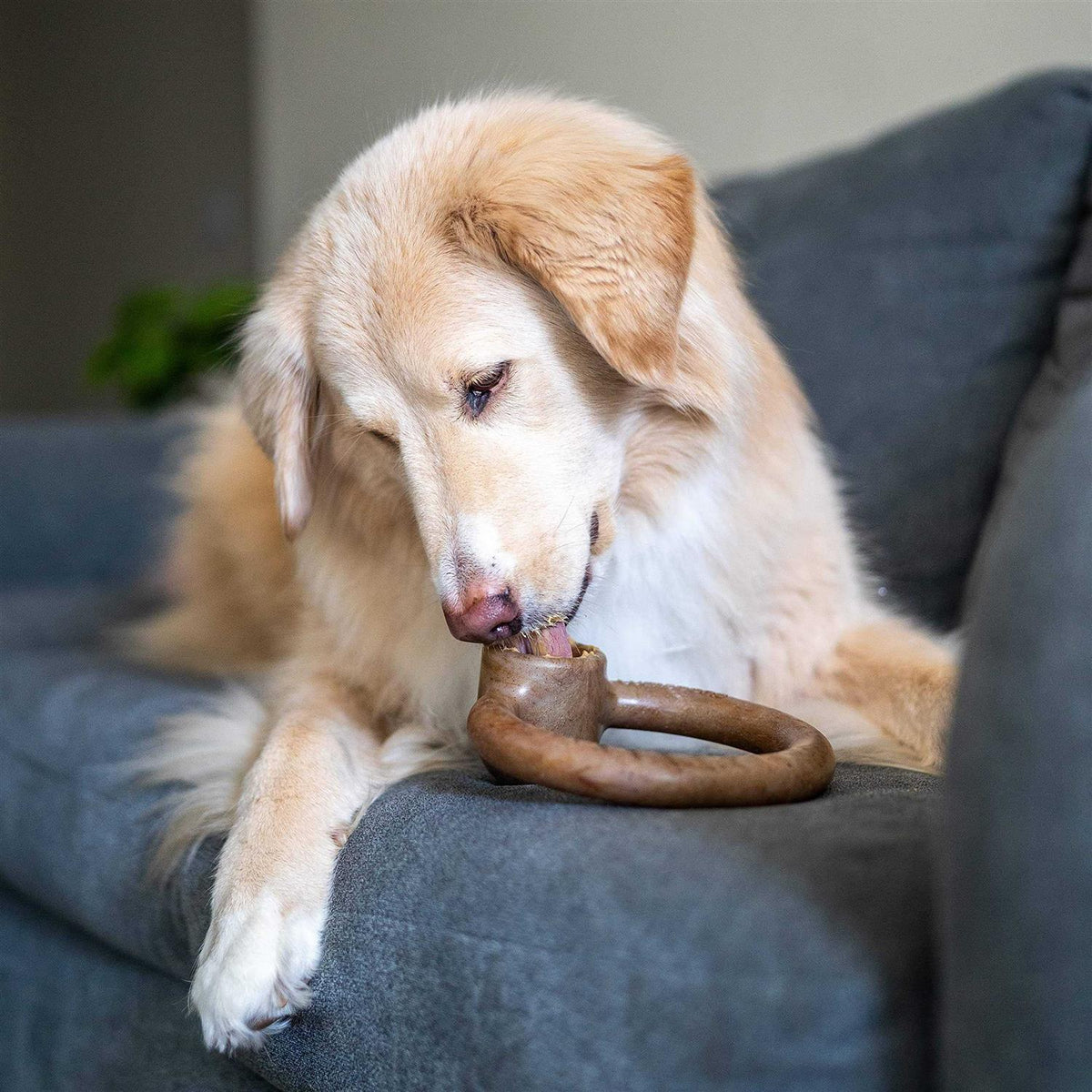 Durable Chew Toy for Aggressive Chewers V246891