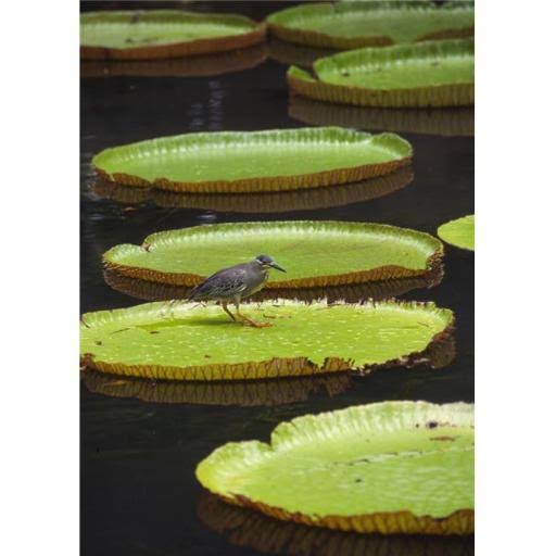 Fisher Bird on Giant Lily Pad in Pond in Botanical Gardens Poster Print 26 x 36 T246