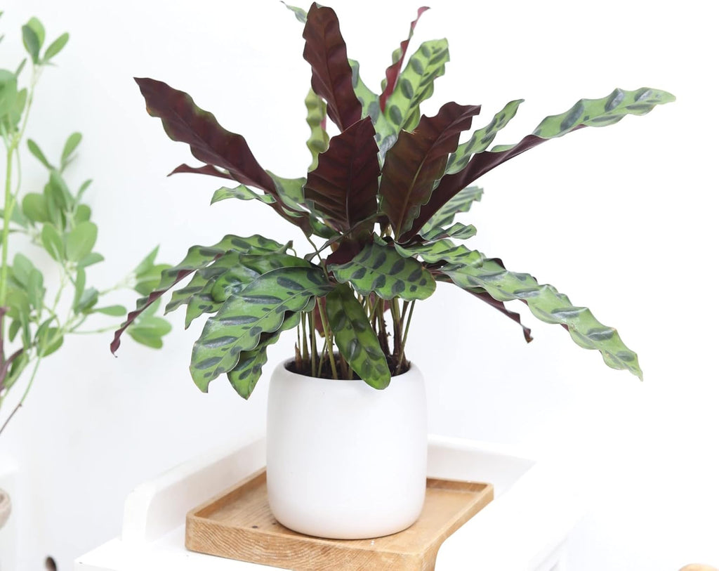 Calathea Lancifolia Rattlesnake Plant (4" Grower Pot) X724