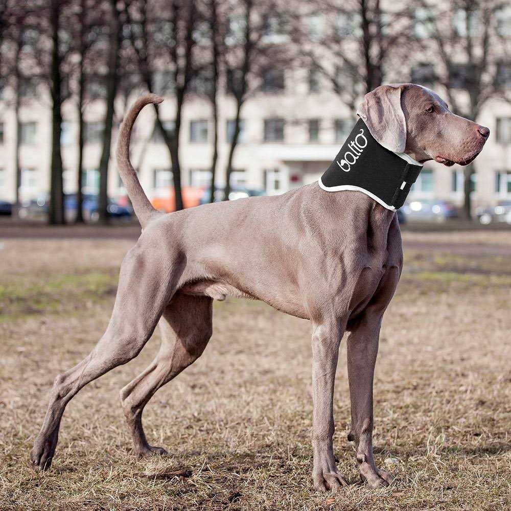 Dog Cone Alternative E-Collar M372