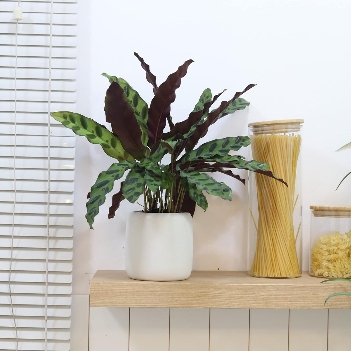 Calathea Lancifolia Rattlesnake Plant (4" Grower Pot) X724