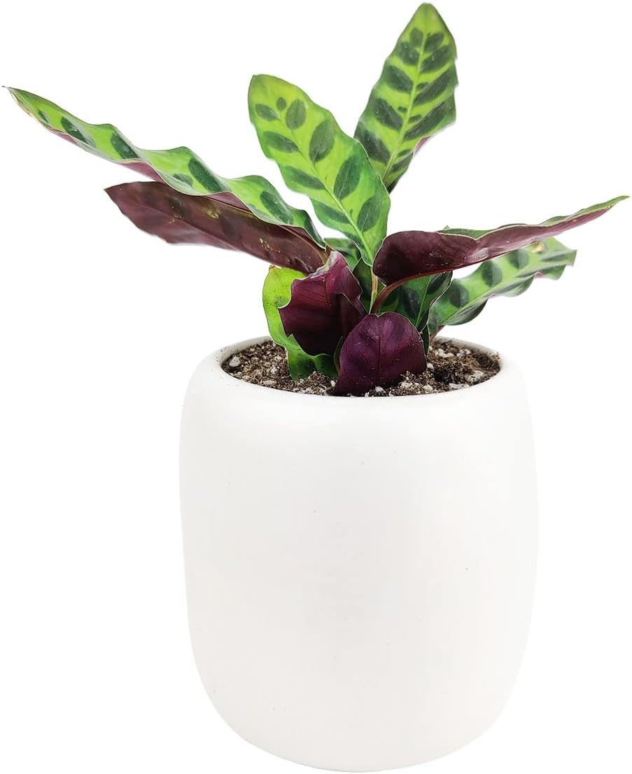Calathea Lancifolia Rattlesnake Plant (4" Grower Pot) X724