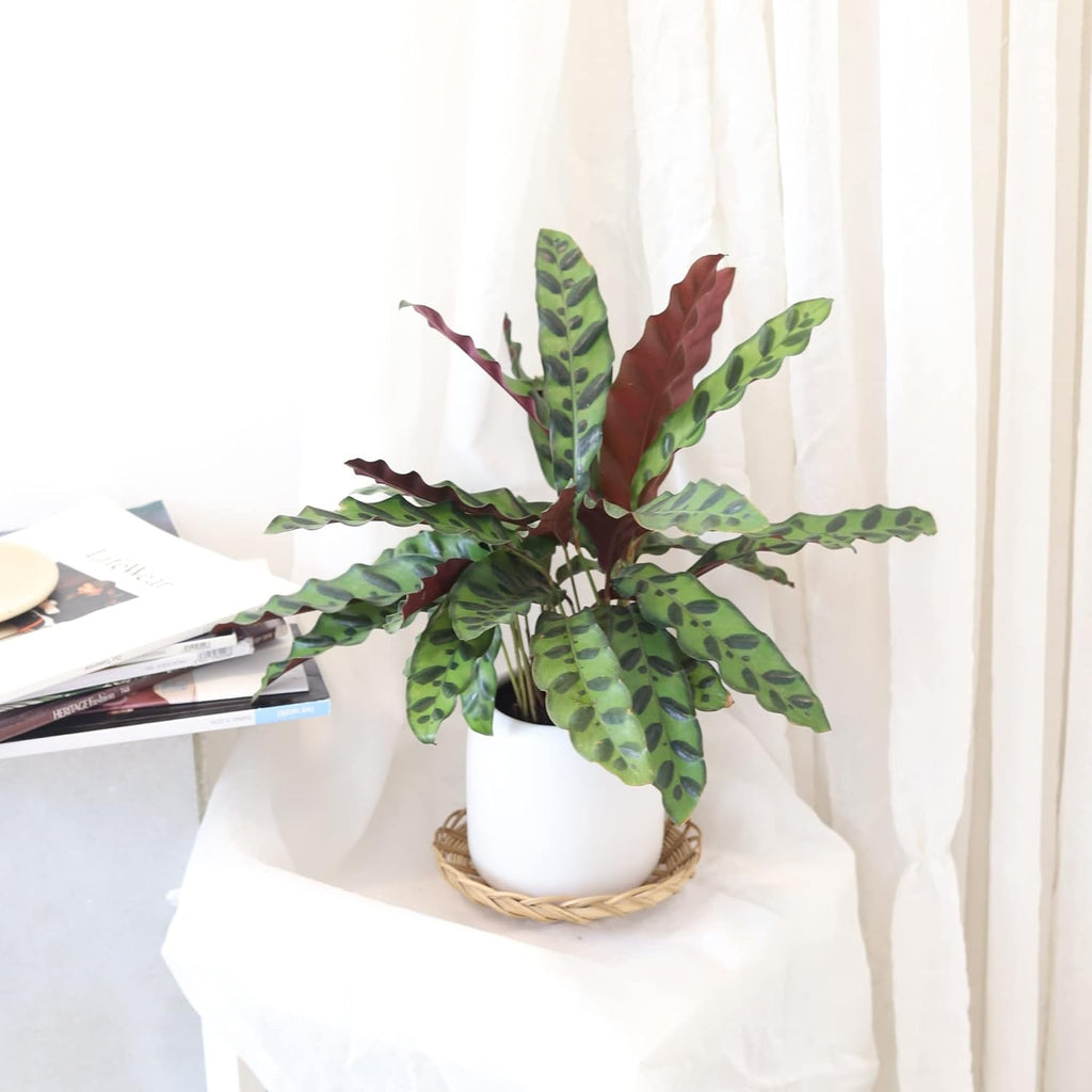 Calathea Lancifolia Rattlesnake Plant (4" Grower Pot) X724