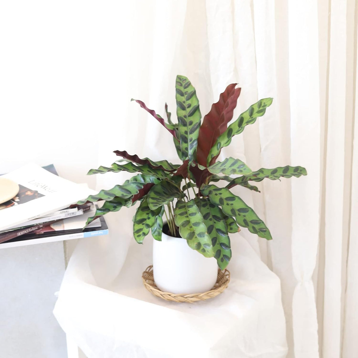 Calathea Lancifolia Rattlesnake Plant (4" Grower Pot) X724