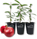 3 Live Tissue Culture Starter Edible Fruit Bearing Pomegranate Tree V134
