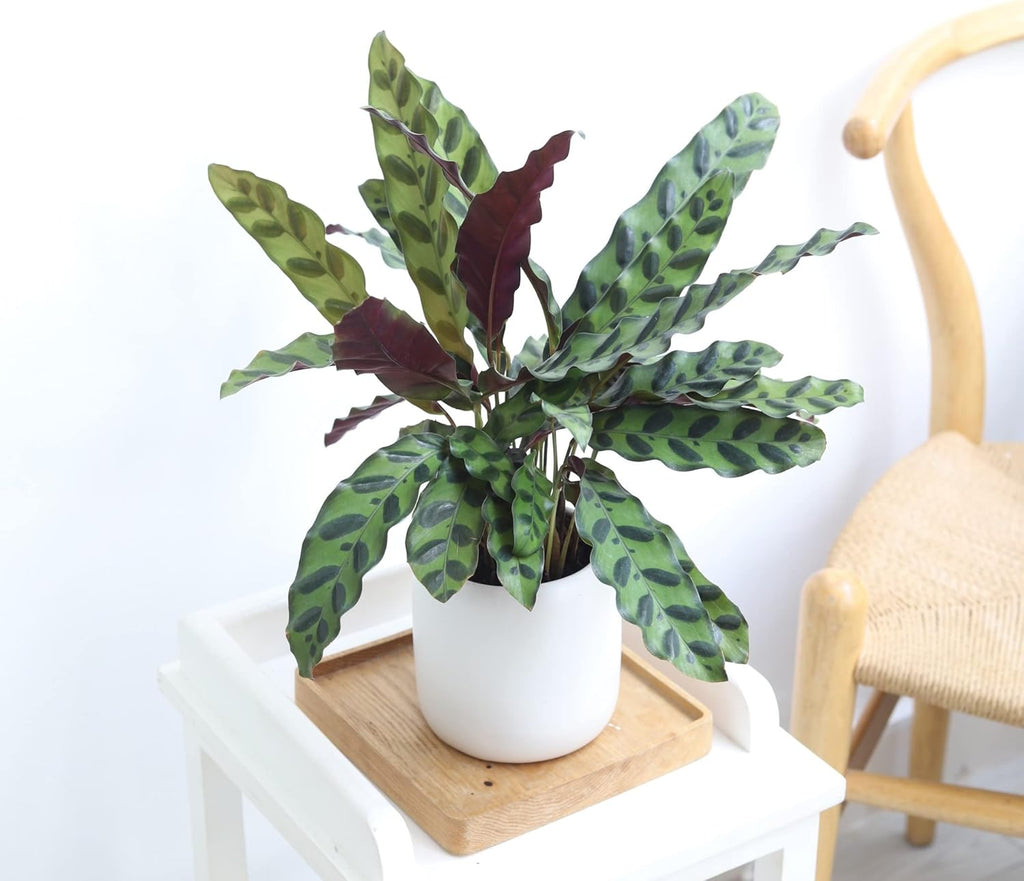Calathea Lancifolia Rattlesnake Plant (4" Grower Pot) X724