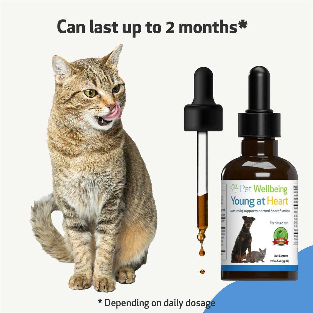 Young at Heart for Cats L512