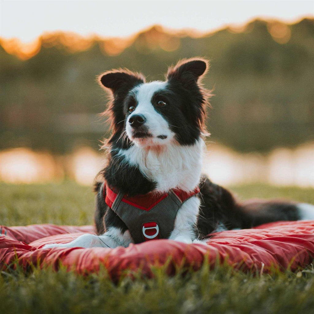 Dog Harness T274