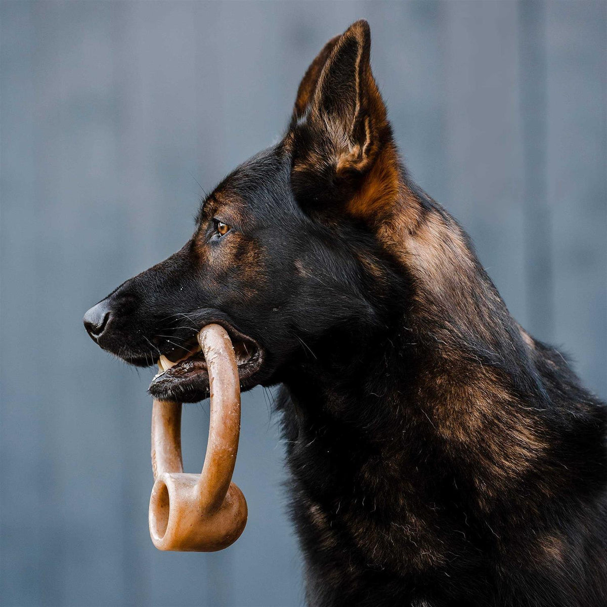 Durable Chew Toy for Aggressive Chewers V246891